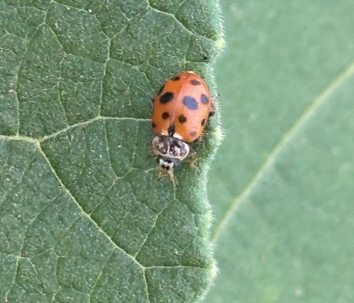 Variegated Lady Beetle