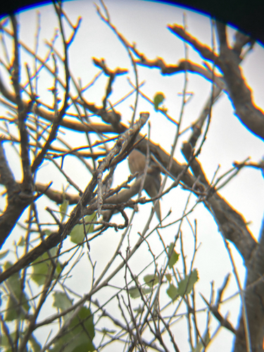 iNaturalist observation photo of Mourning Dove