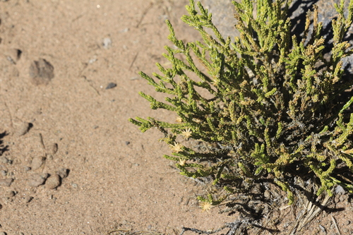 Parastrephia quadrangularis, photograph 6