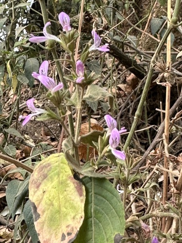 Hypoestes triflora