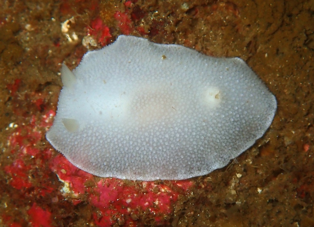 Freckled Dorid