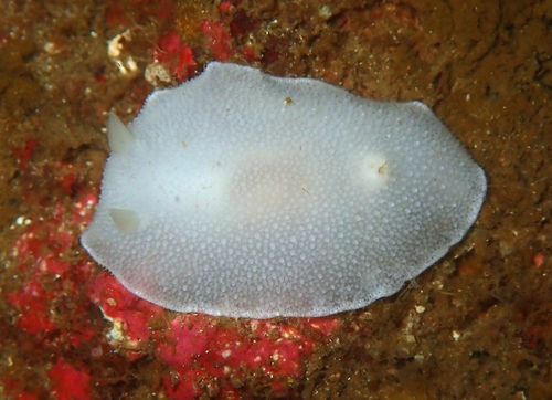 Freckled Dorid
