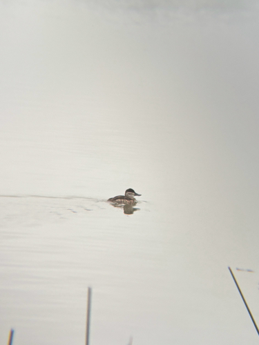 iNaturalist observation photo of Ruddy Duck