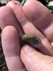 Mesomphix latior
