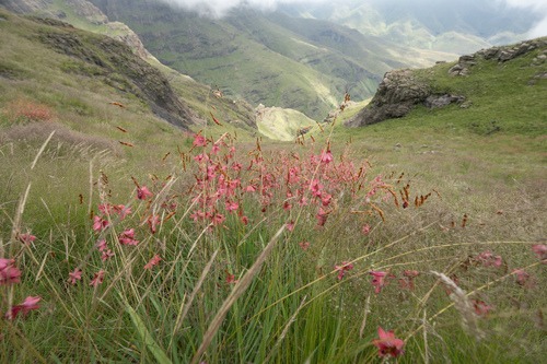 Dierama dracomontanum, photograph 5