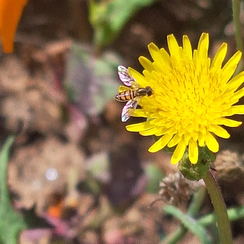 Unknown species found near Los Angeles County, US-CA, US