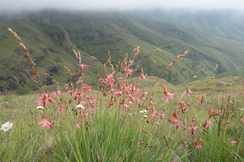 Dierama dracomontanum, photograph 4
