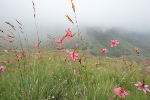 Dierama dracomontanum, photograph 3