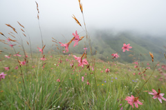 Dierama dracomontanum, photograph (c) Morten Ross, some rights reserved (CC BY)
