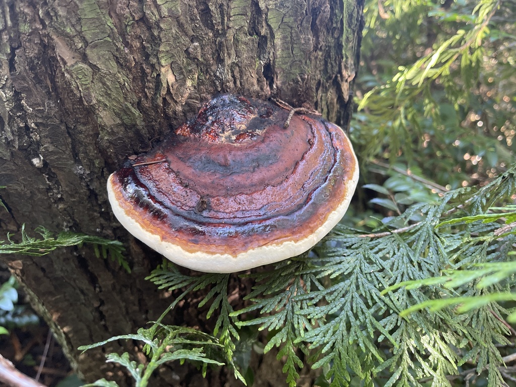 Fomitopsis mounceae · March 2026 · photo: © peterboyer (iNaturalist, cc-by)