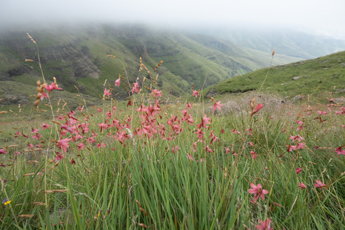 Dierama dracomontanum, photograph 2