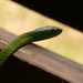 Natal Green Snake - Photo (c) Terry Rosenmeier, some rights reserved (CC BY-NC), uploaded by Terry Rosenmeier