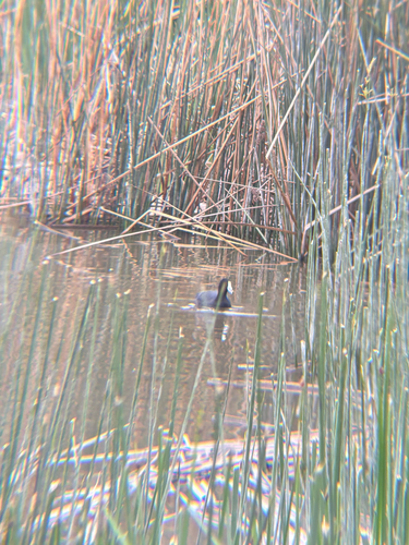 iNaturalist observation photo of American Coot
