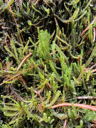Sphenolobus saxicola, 2026-03-27