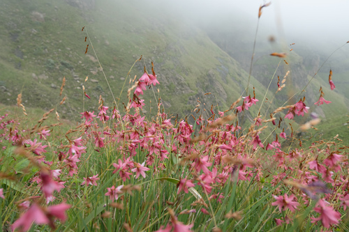 Drakensberg Hairbell (Dierama dracomontanum)