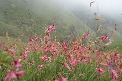Dierama dracomontanum, photograph (c) Morten Ross, some rights reserved (CC BY)
