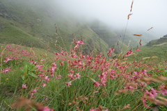 Dierama dracomontanum