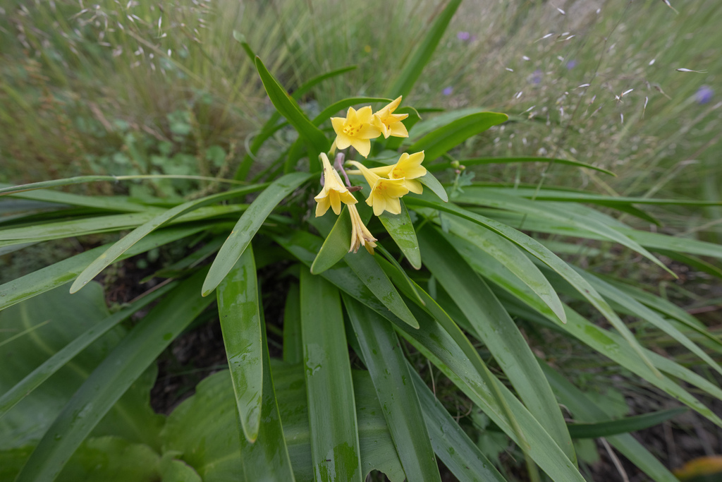 Cyrtanthus flanaganii, Thabo Mofutsanyana District Municipality, South Africa