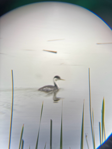 iNaturalist observation photo of Western Grebe