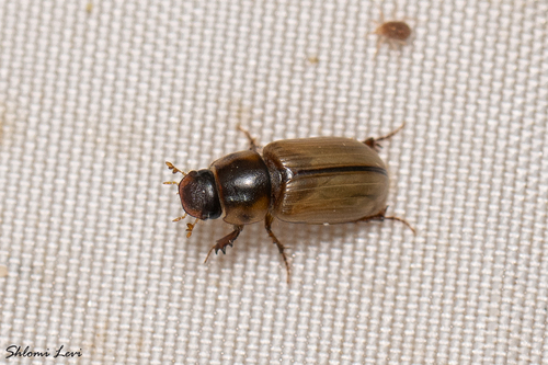 Parabodilus wollastoni