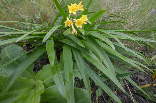 Cyrtanthus flanaganii