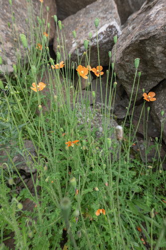 Bristle Poppy (Afropapaver aculeatum)