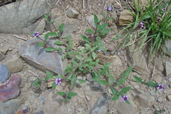 Verbena hispida