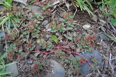 Euphorbia meyeniana