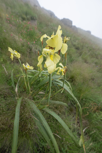 Moraea alticola