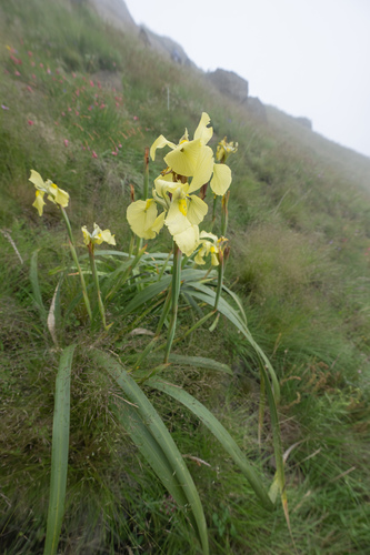 Moraea alticola, photograph 2