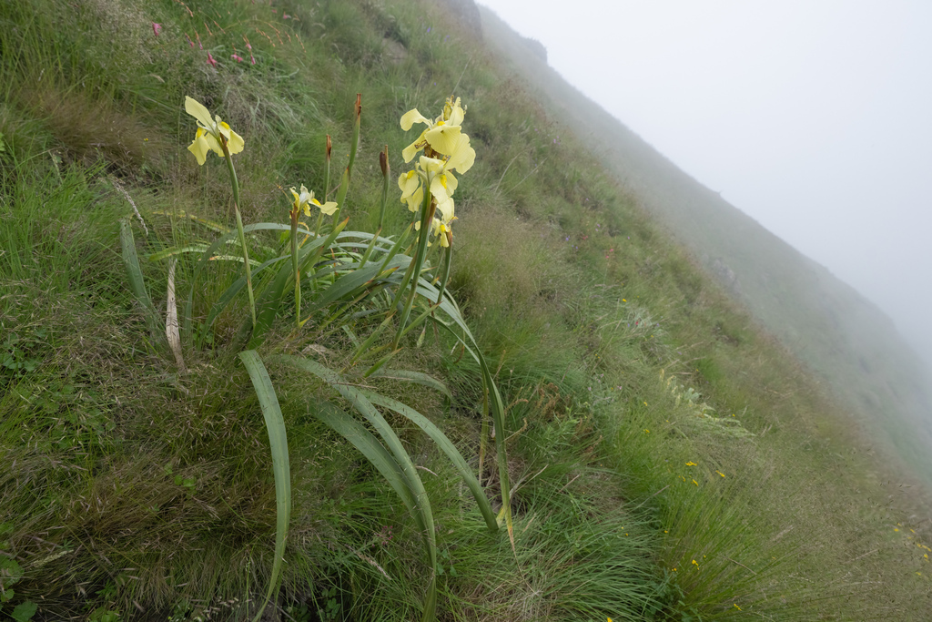 Moraea alticola; photograph (c) Morten Ross, some rights reserved (CC BY)