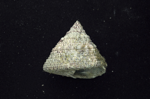 Trochus maculatus observed 2026-02-22