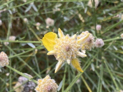 Avistamiento Genista umbellata