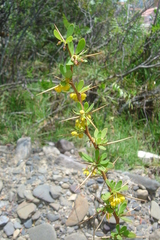 Berberis boliviana