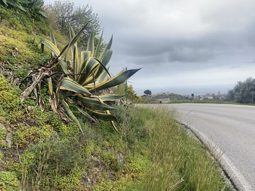 Avistamiento Pita (Agave americana)