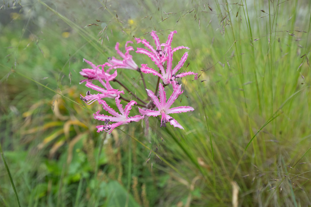 Nerine bowdenii, Thabo Mofutsanyane, ZA-FS, ZA