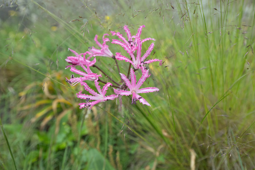 Nerine bowdenii