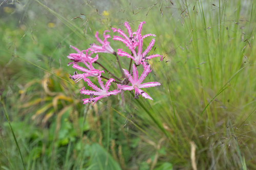 Nerine bowdenii