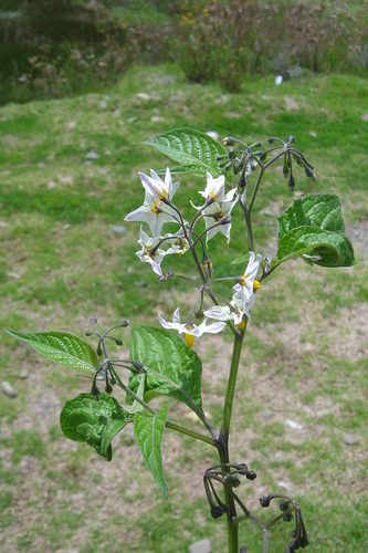 Solanum polytrichostylum, photograph 3
