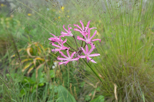 Nerine bowdenii