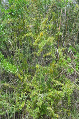 Berberis boliviana