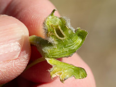 Asphondylia enceliae