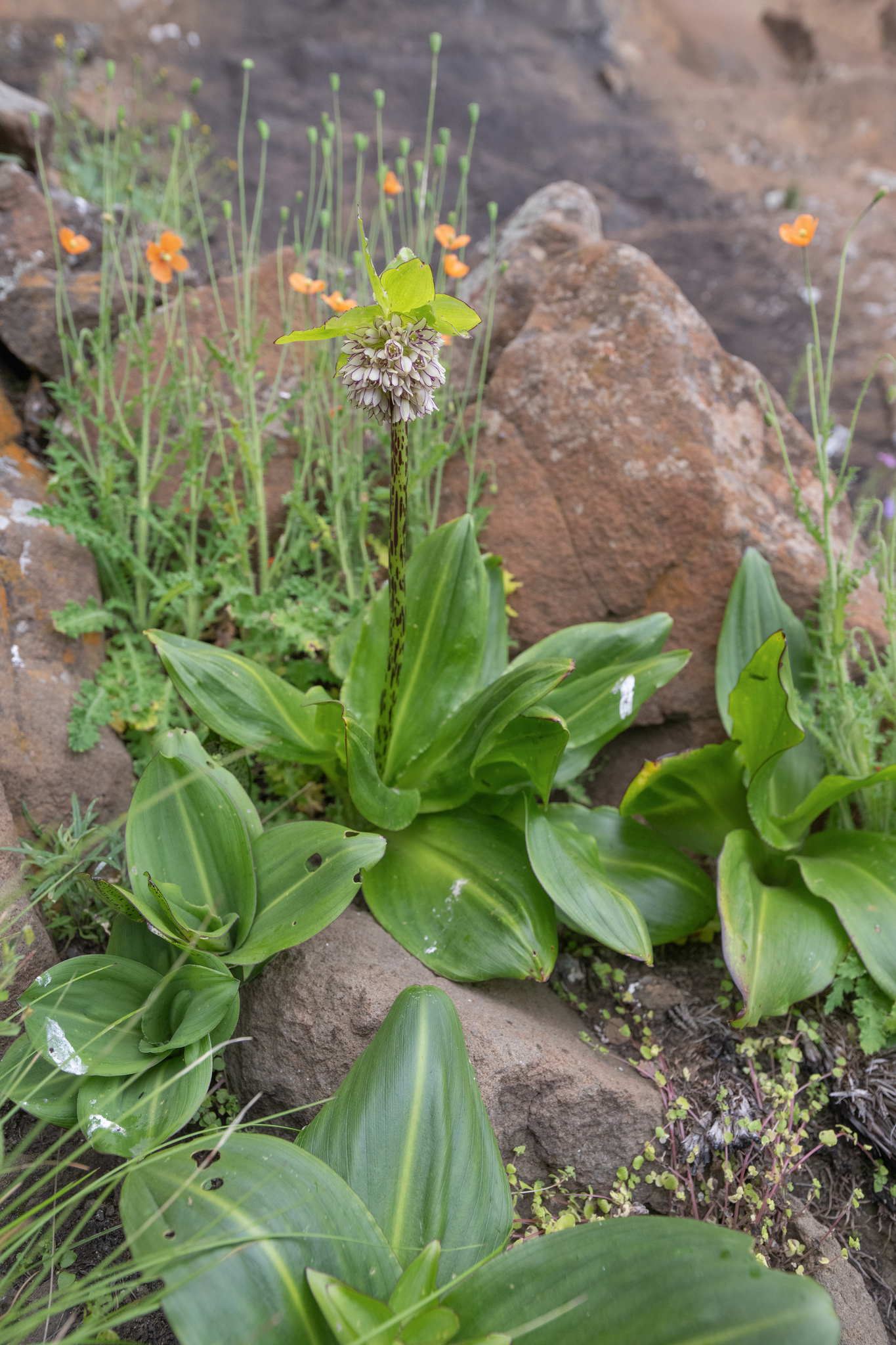 Pineapple Flower (Eucomis bicolor)
