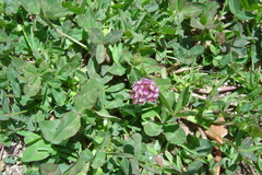Trifolium amabile
