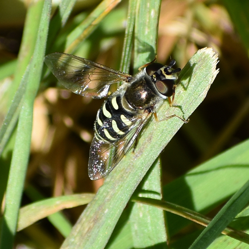 Unknown species found near Oregon, US
