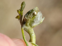 Asphondylia enceliae