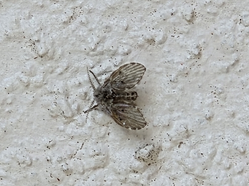 Unknown species found near Deltona Library, Deltona, FL 32725, USA