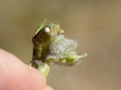 Asphondylia enceliae