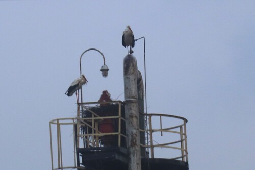 European White Stork