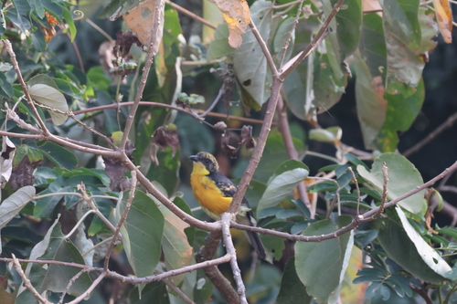 Yellow-breasted Boubou (Laniarius atroflavus)